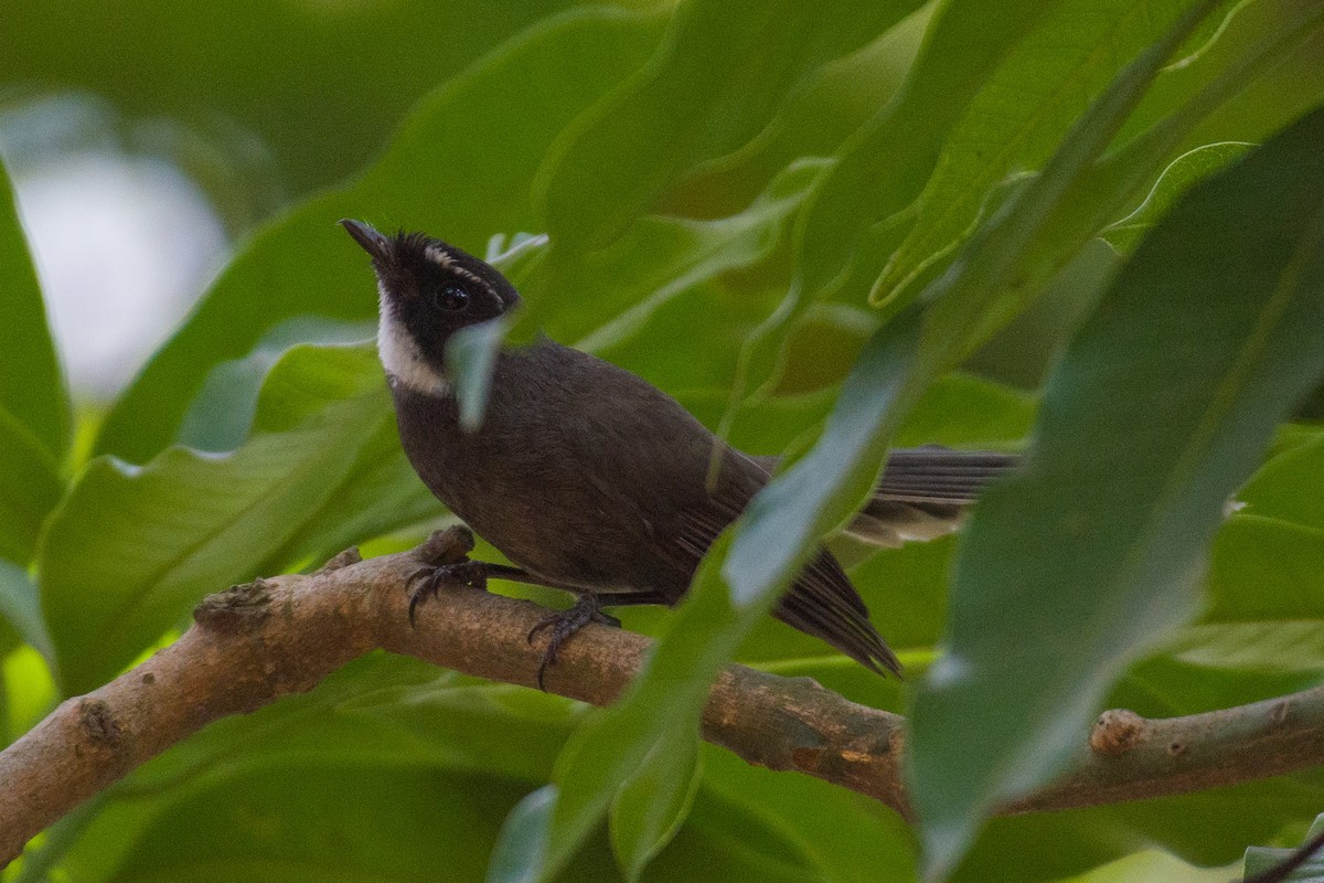 White-throated Fantail - ML618416394