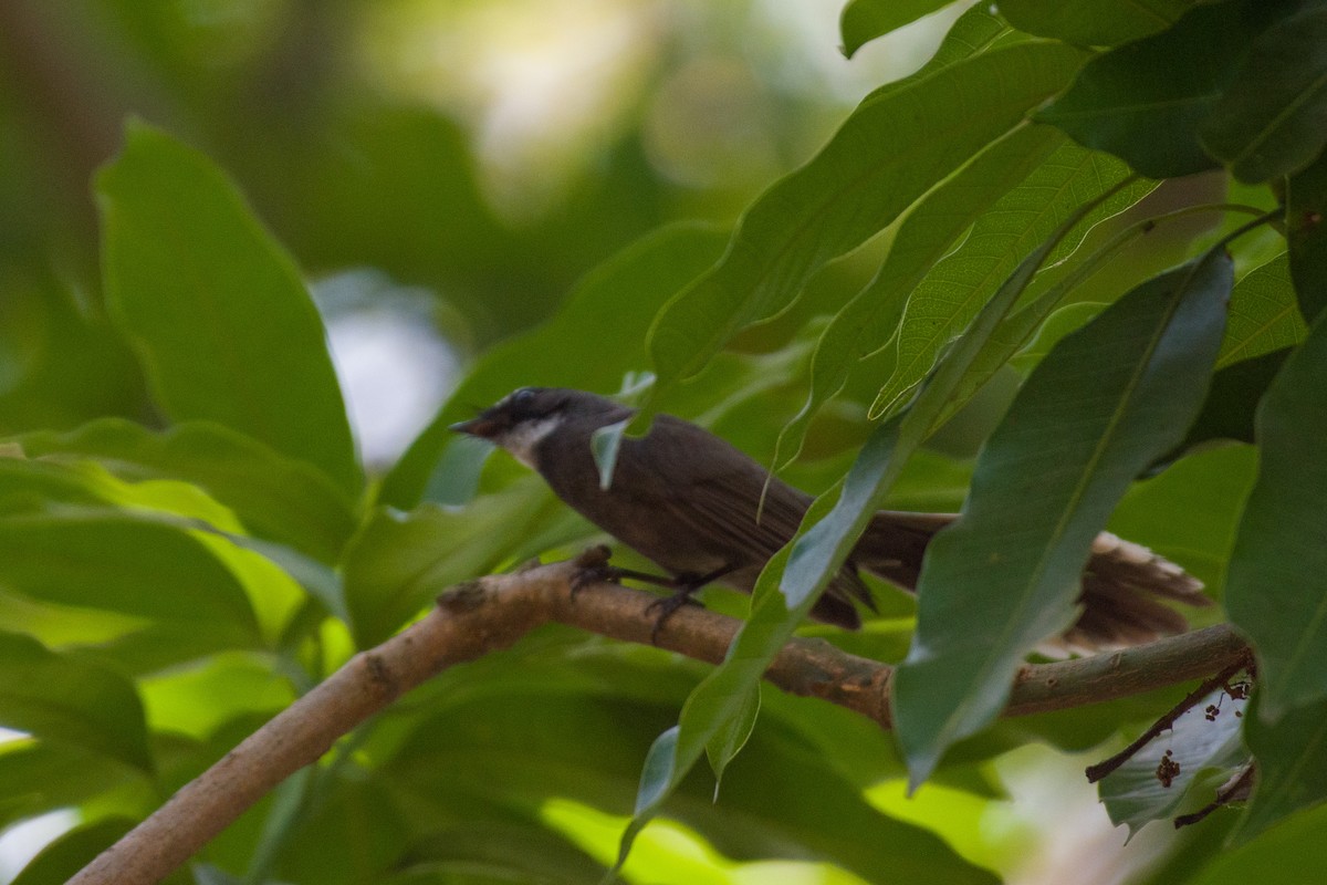 White-throated Fantail - ML618416395