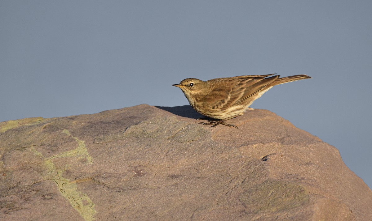 Water Pipit - ML618416398