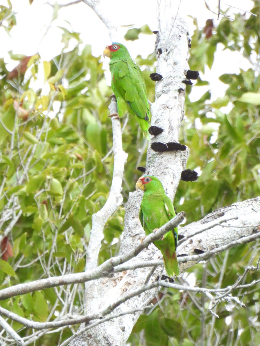 White-fronted Parrot - Nancy O'Hara