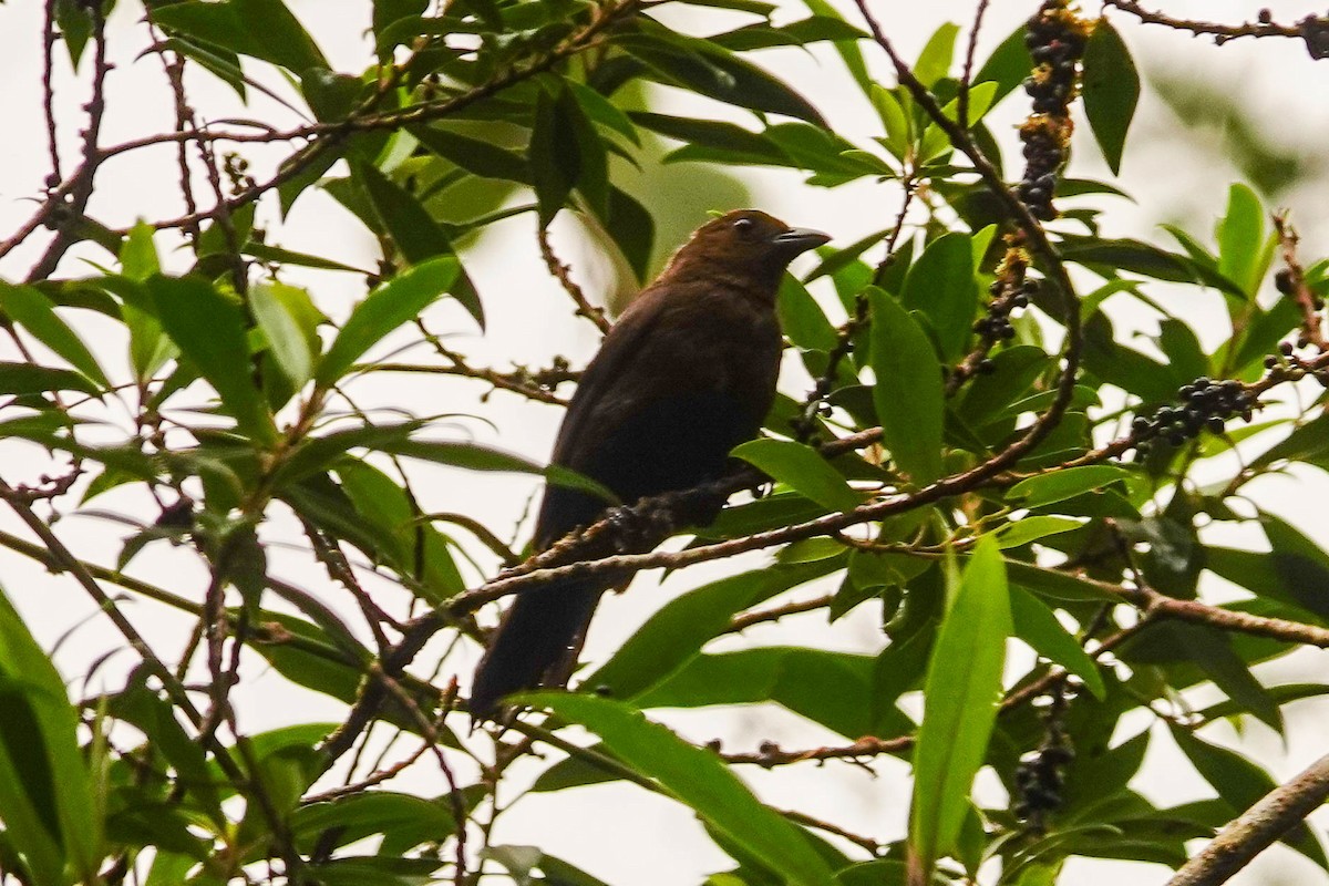 Tawny-crested Tanager - ML618416435