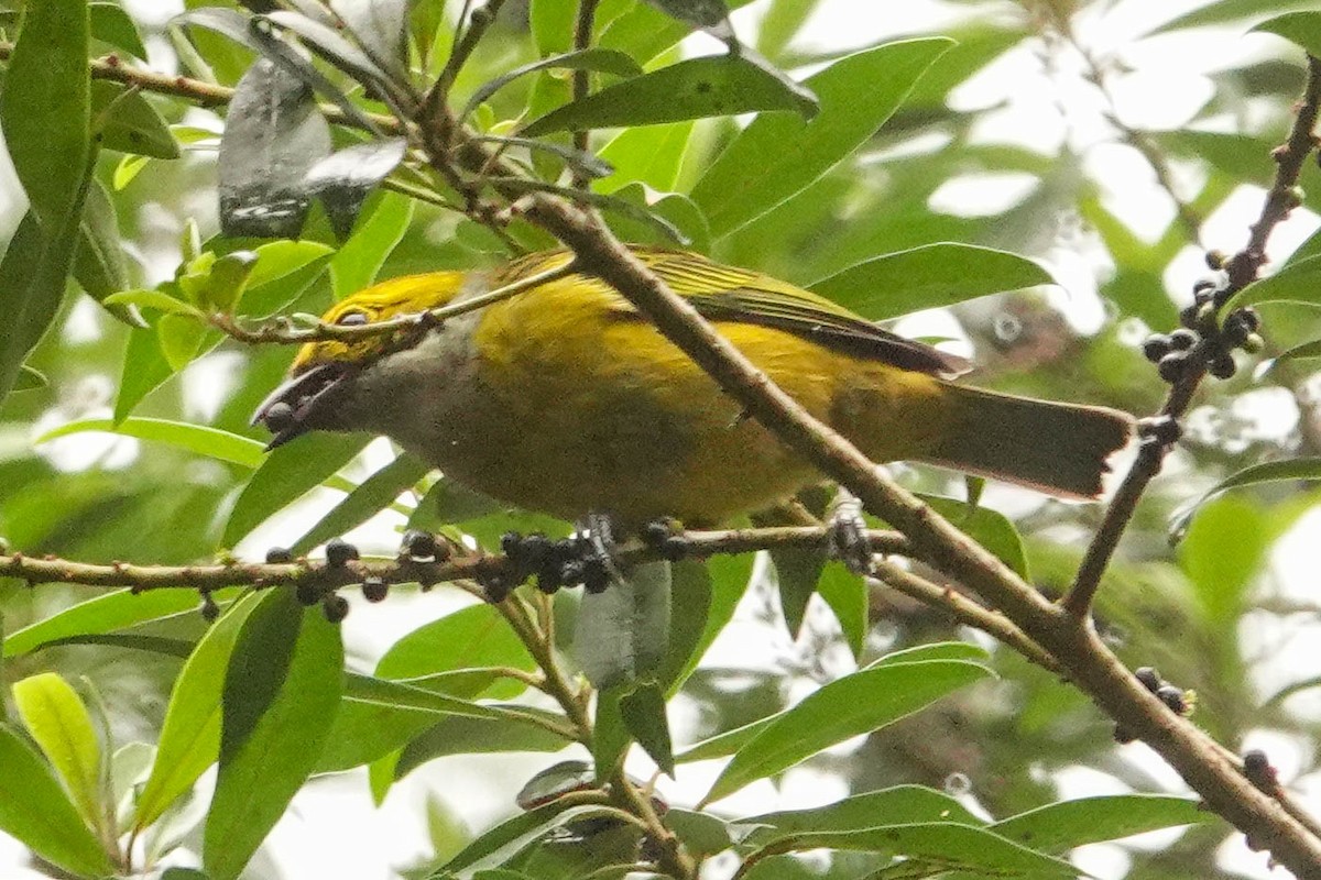 Silver-throated Tanager - ML618416438