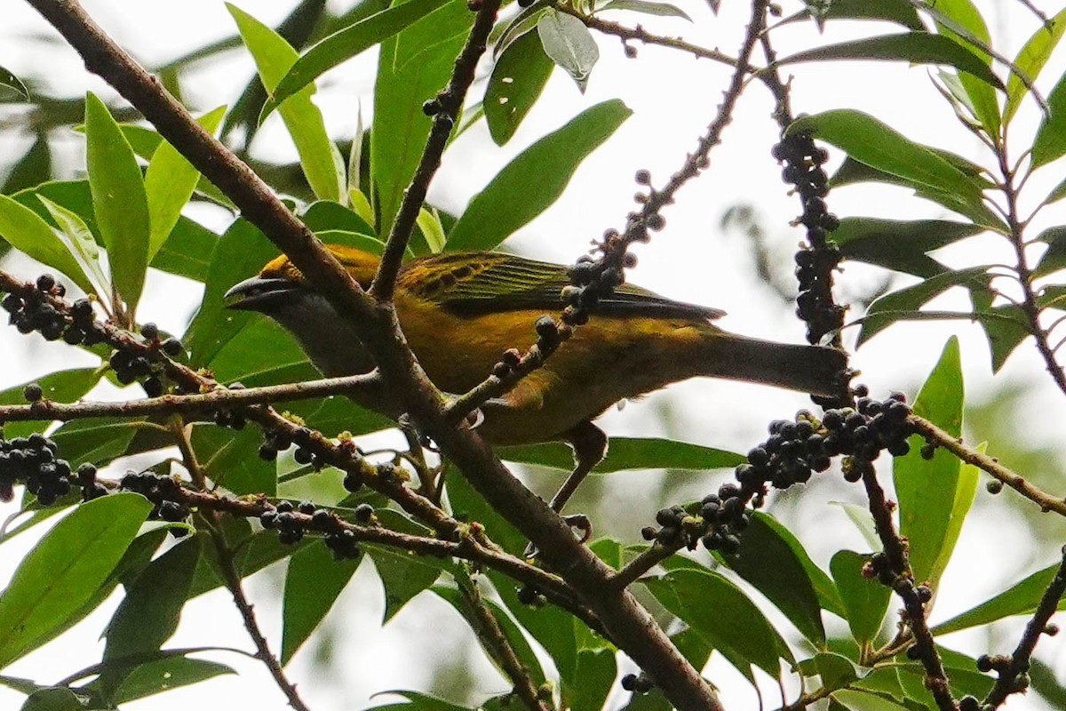 Silver-throated Tanager - ML618416439