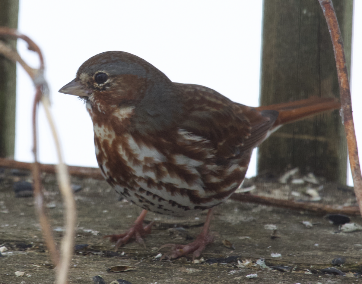 Fox Sparrow (Red) - ML618416453