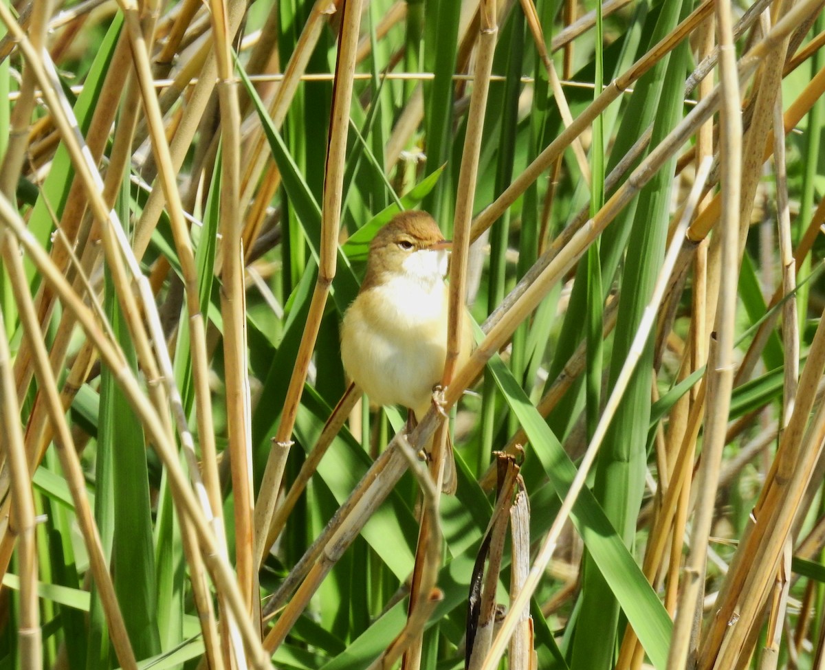 Common Reed Warbler - ML618416457