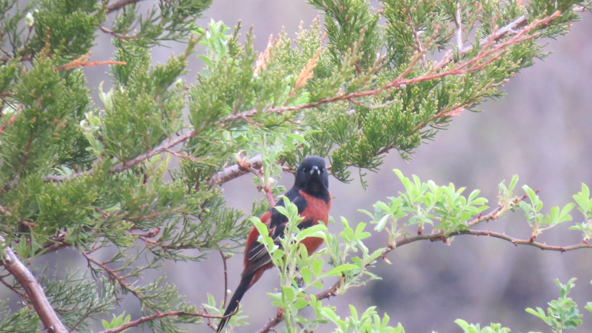 Orchard Oriole - ML618416483