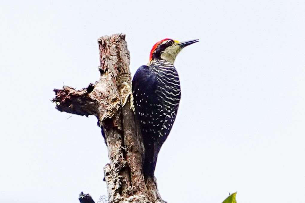 Black-cheeked Woodpecker - ML618416493