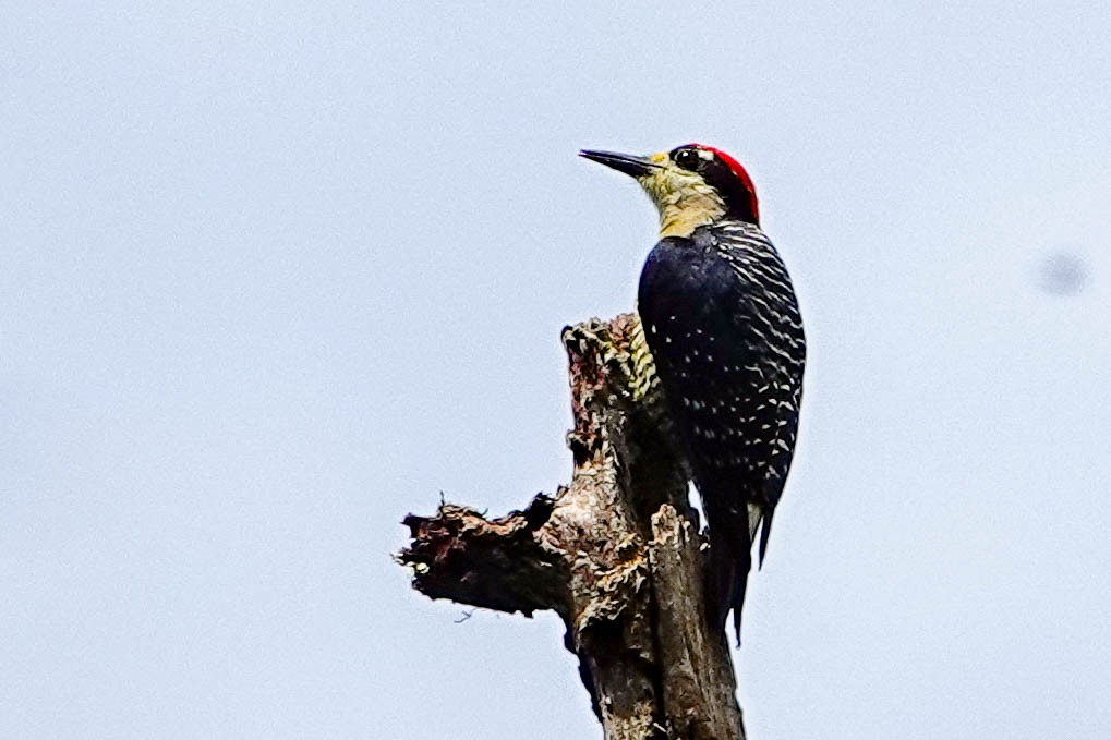 Black-cheeked Woodpecker - ML618416494