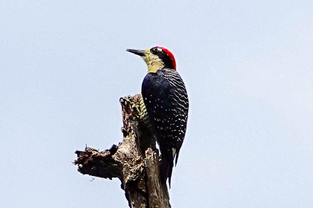 Black-cheeked Woodpecker - ML618416498