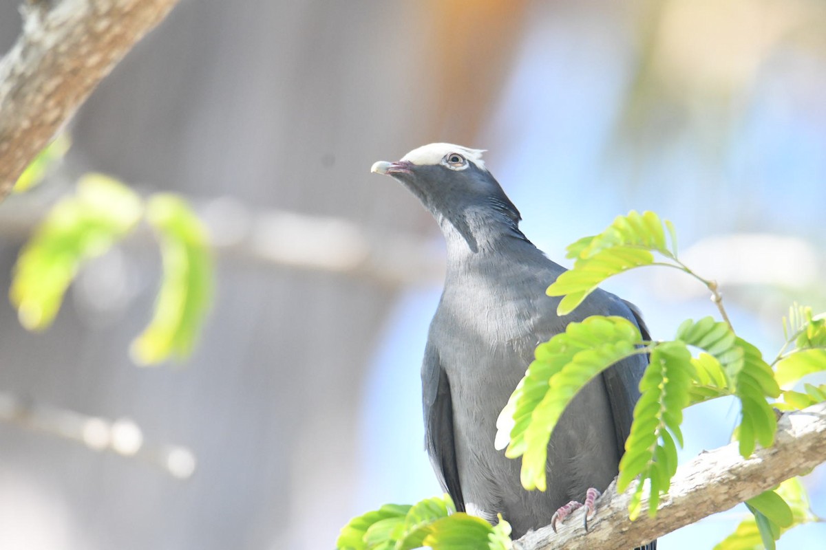 White-crowned Pigeon - ML618416508