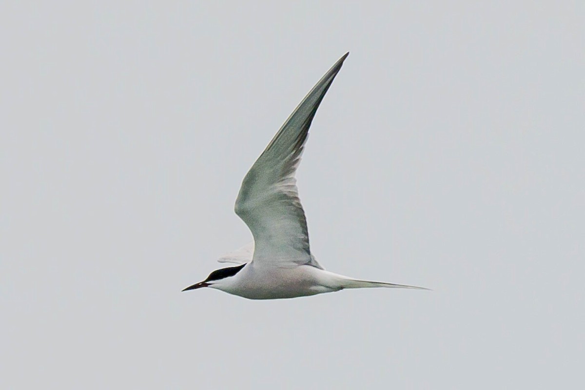 Common Tern - ML618416526
