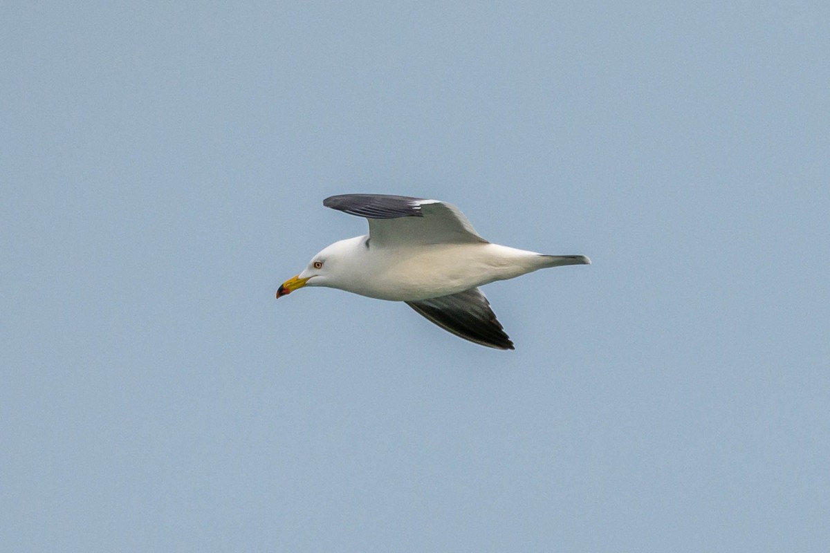 Black-tailed Gull - ML618416528