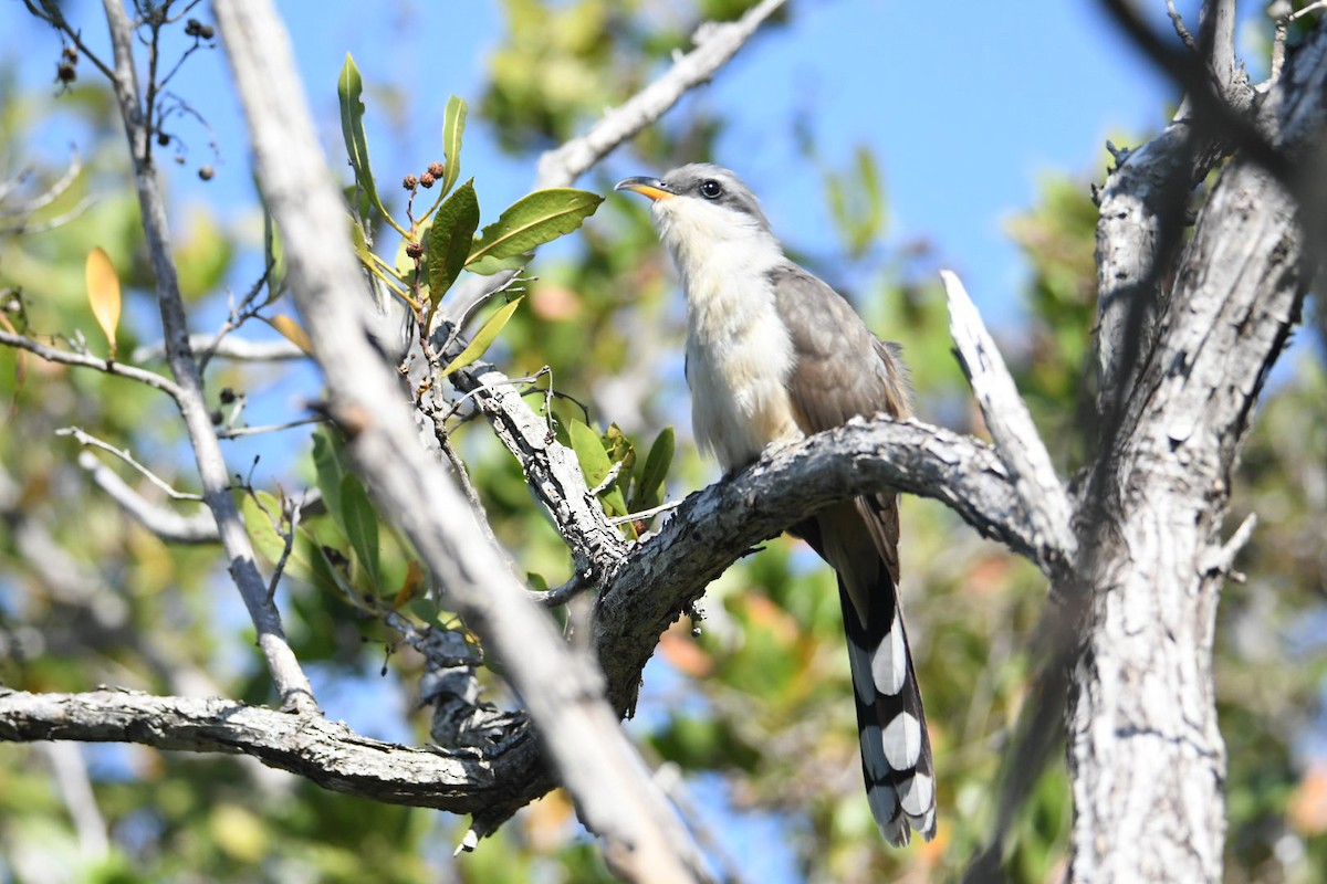 Mangrove Cuckoo - ML618416564