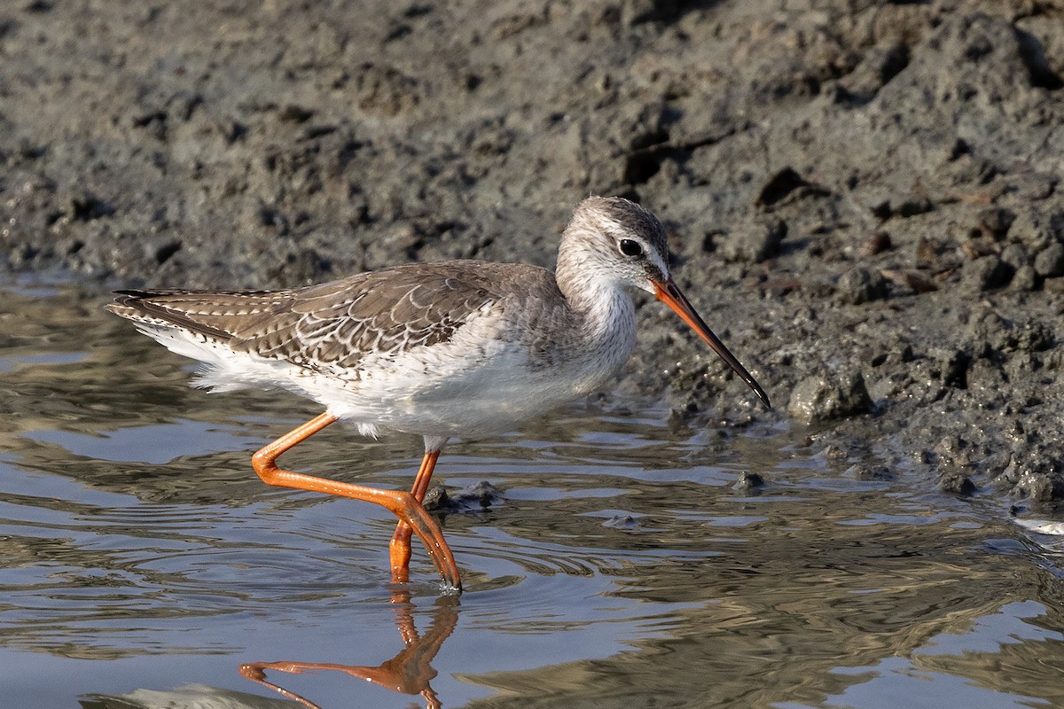 Spotted Redshank - ML618416566