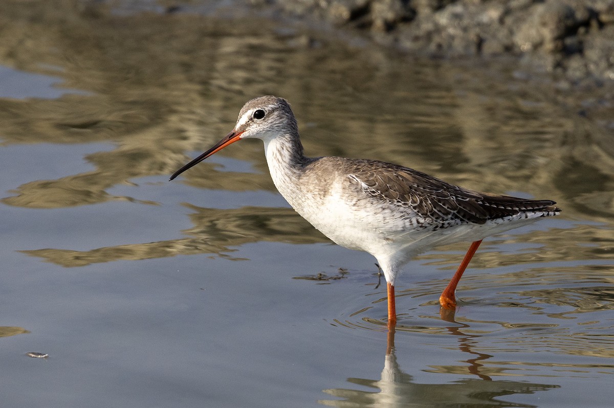 Spotted Redshank - ML618416567