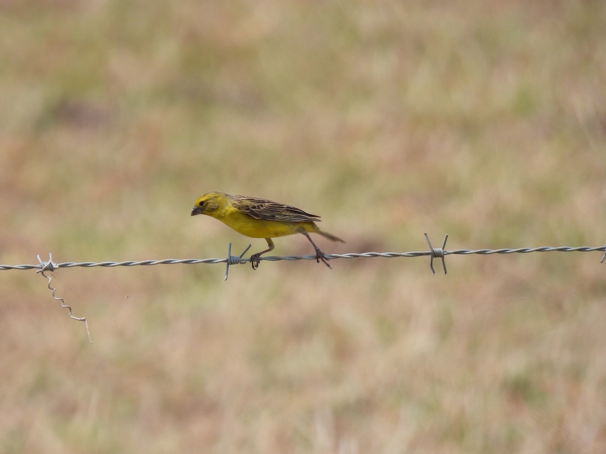 Grassland Yellow-Finch - ML618416579
