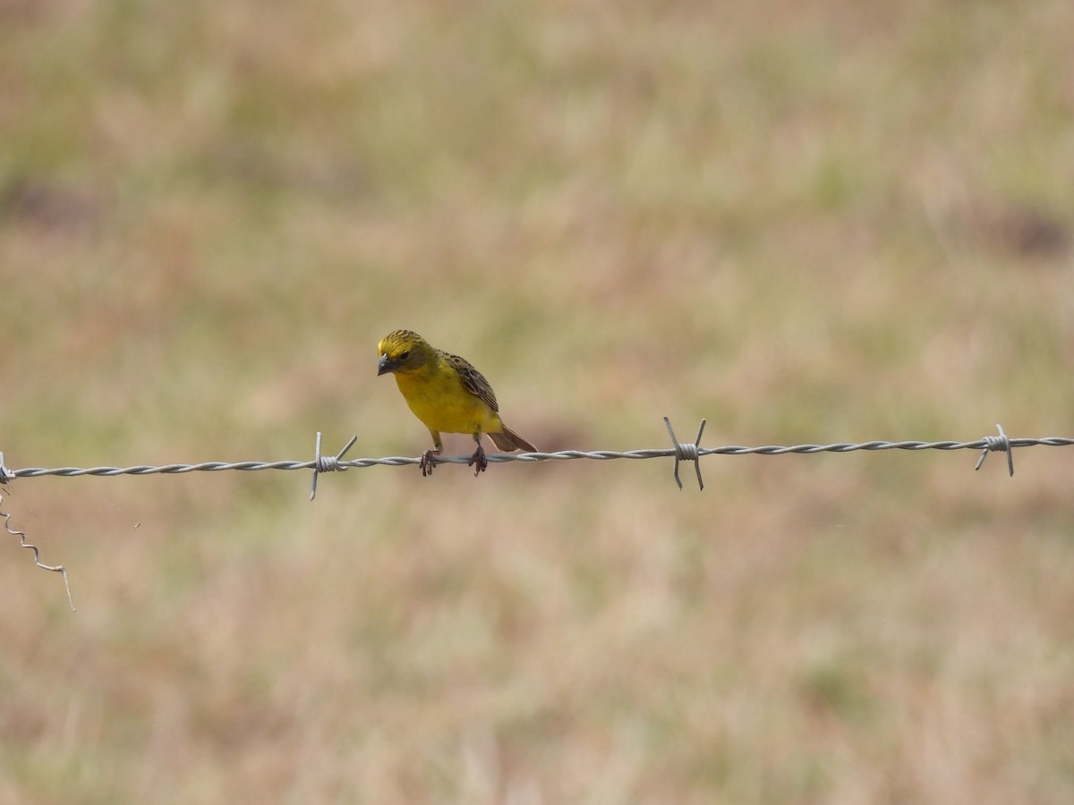 Grassland Yellow-Finch - ML618416580