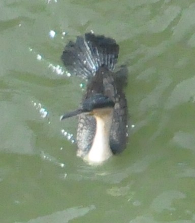 Great Cormorant (White-breasted) - ML618416600
