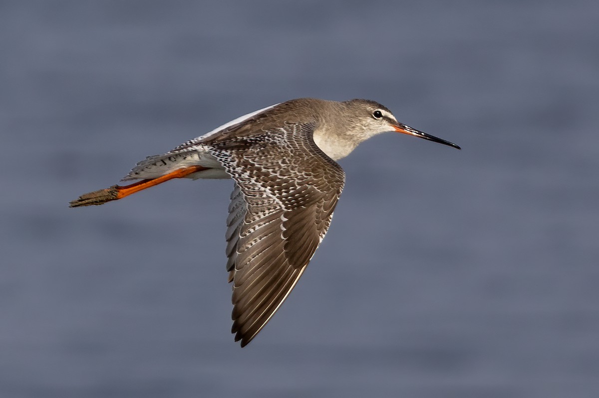 Spotted Redshank - Niall D Perrins