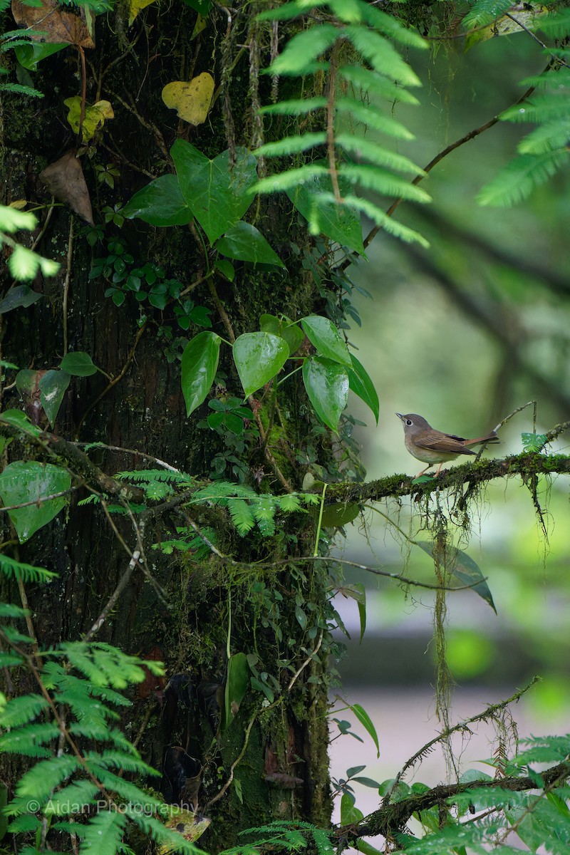 Brown-breasted Flycatcher - ML618416764
