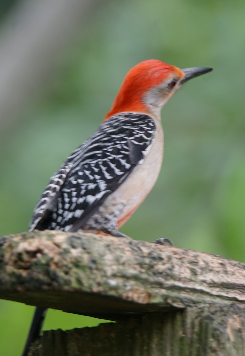 Red-bellied Woodpecker - ML618416765