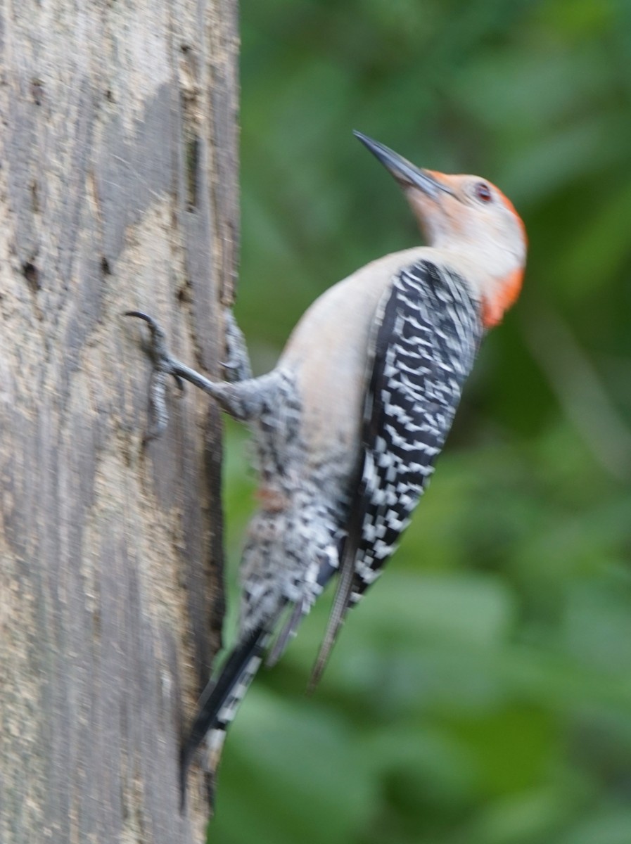 Red-bellied Woodpecker - ML618416775