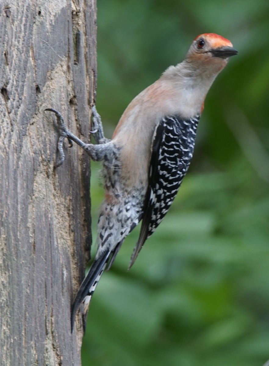 Red-bellied Woodpecker - ML618416779