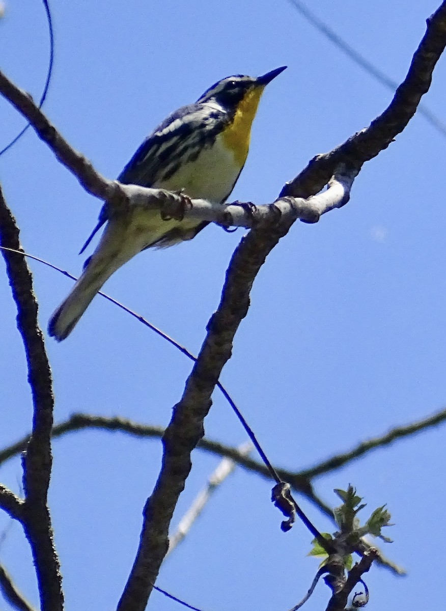 Yellow-throated Warbler - ML618416783