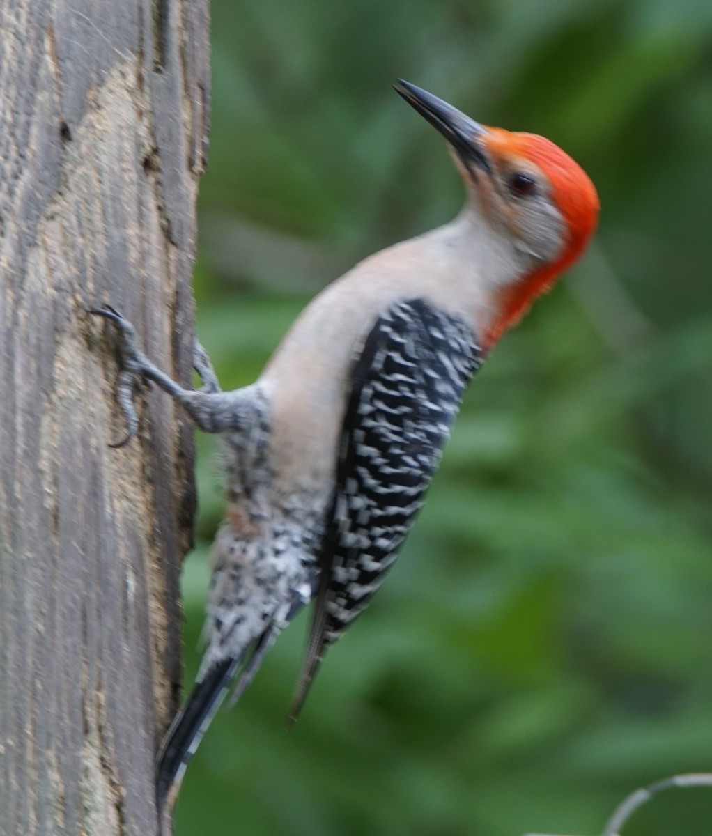 Red-bellied Woodpecker - ML618416785