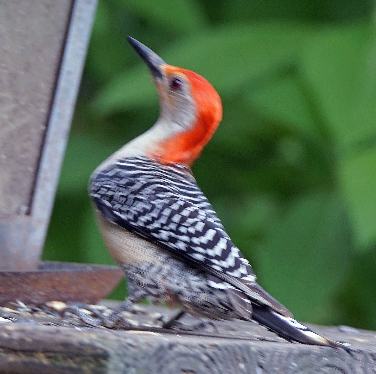 Red-bellied Woodpecker - ML618416793