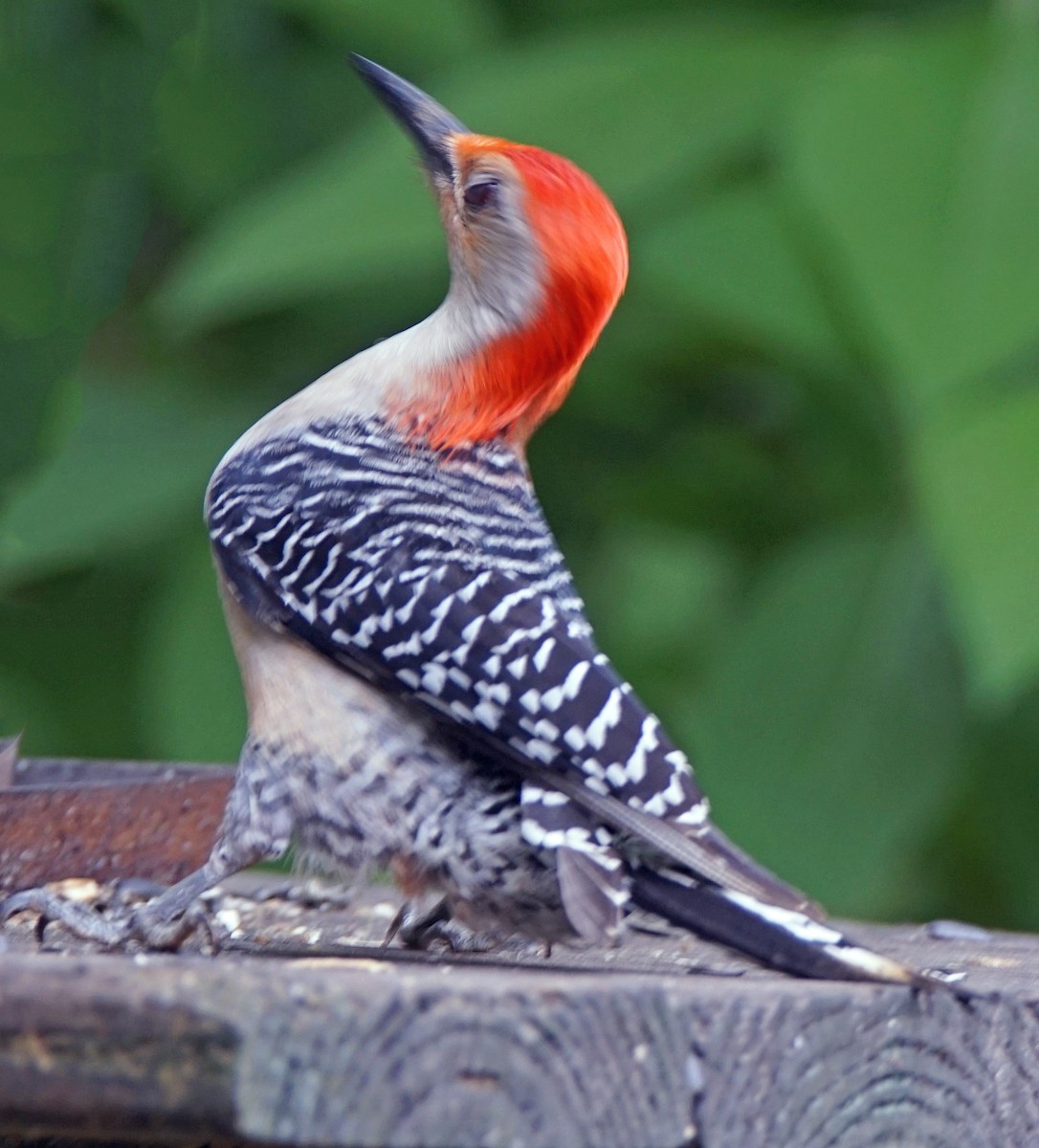 Red-bellied Woodpecker - ML618416796