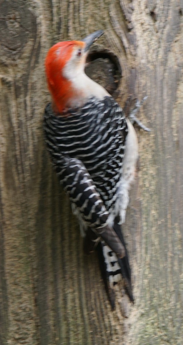 Red-bellied Woodpecker - ML618416802