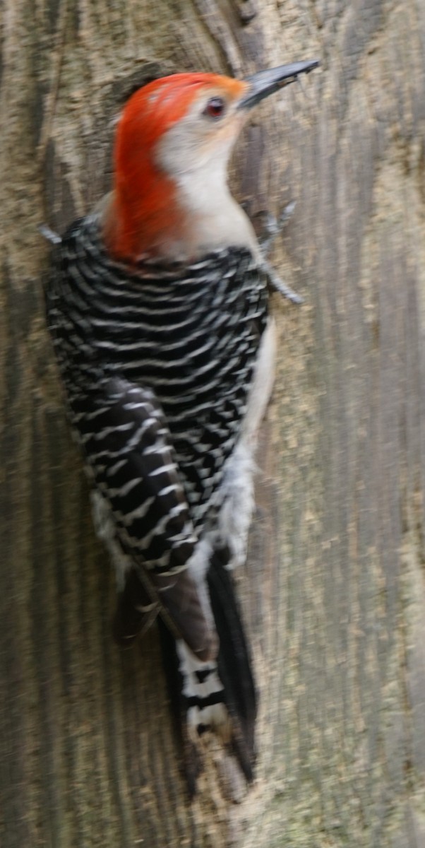 Red-bellied Woodpecker - ML618416806