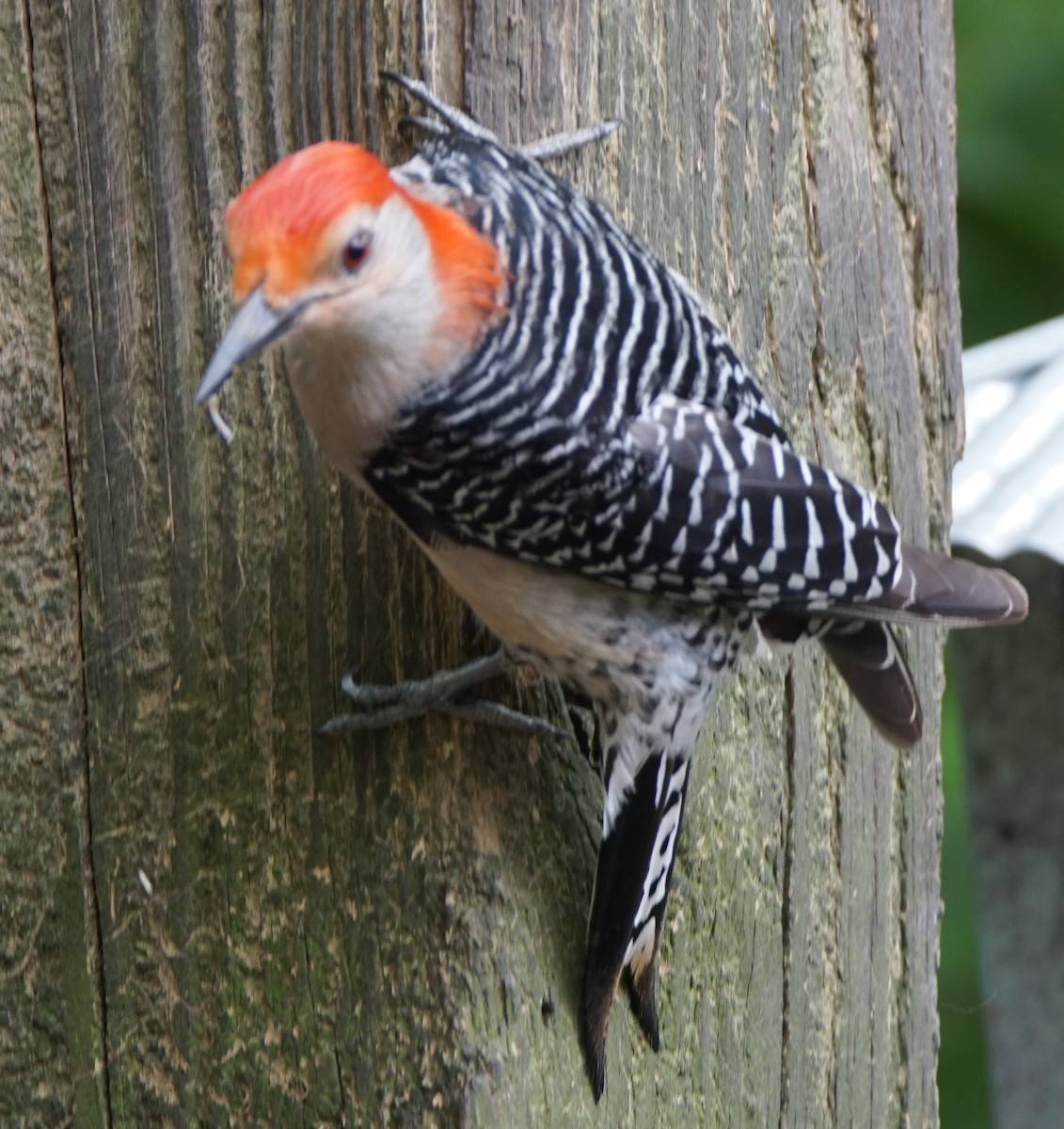 Red-bellied Woodpecker - ML618416811