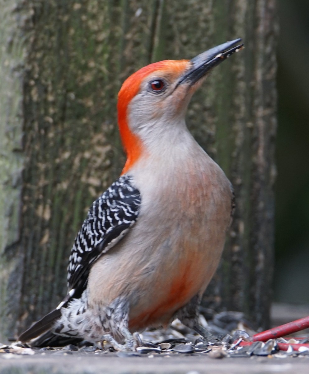 Red-bellied Woodpecker - ML618416823