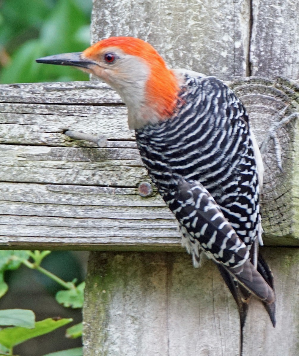 Red-bellied Woodpecker - ML618416825