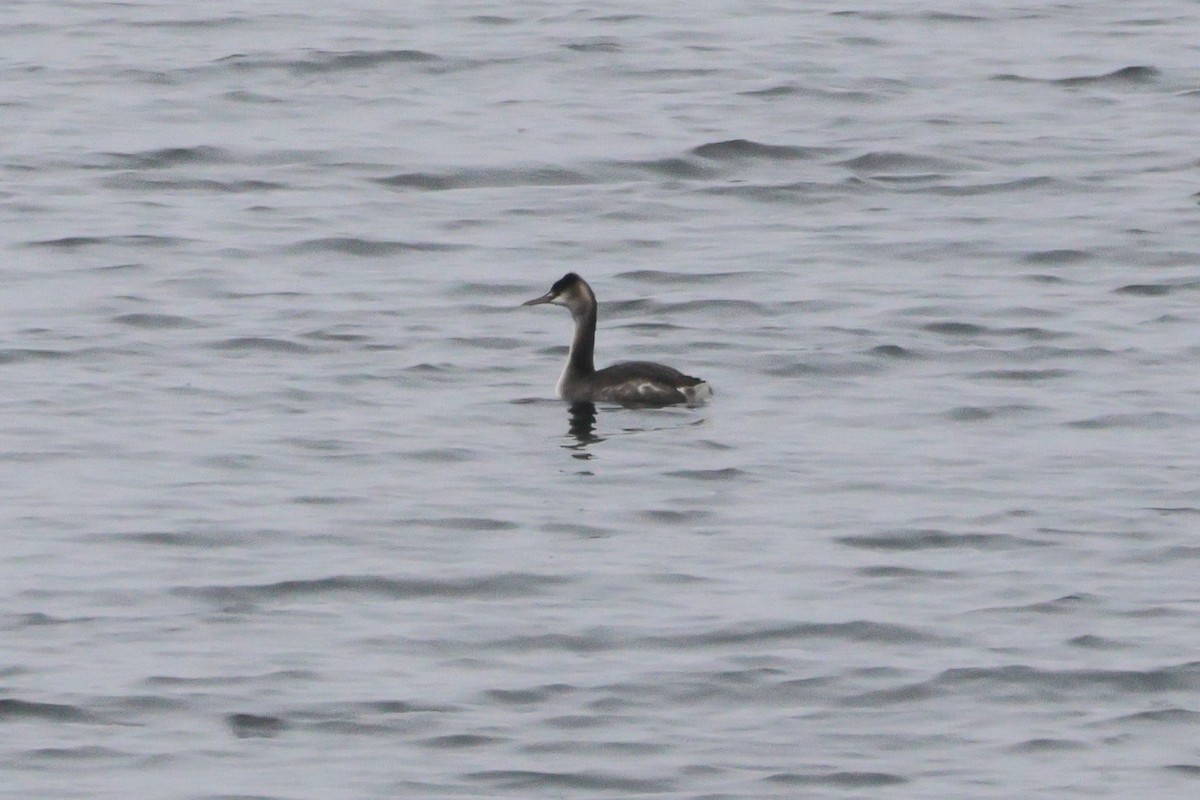 Great Crested Grebe - ML618416836