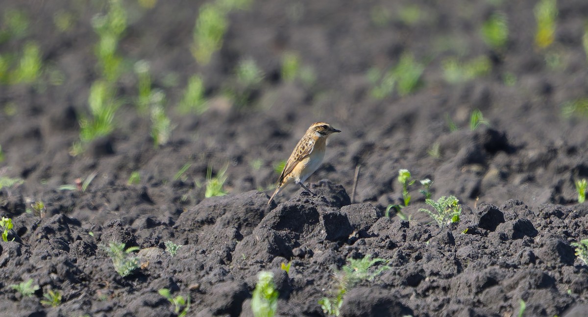 Whinchat - ML618416869