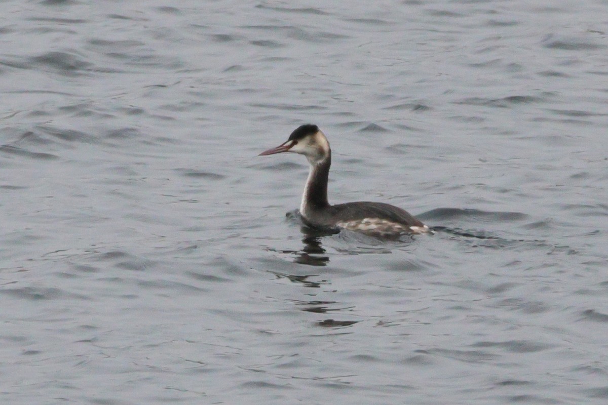 Great Crested Grebe - ML618416873