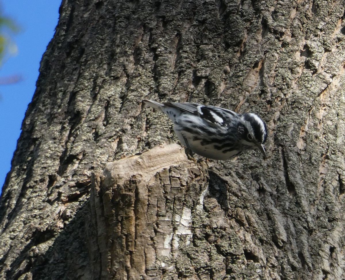 Black-and-white Warbler - ML618416897