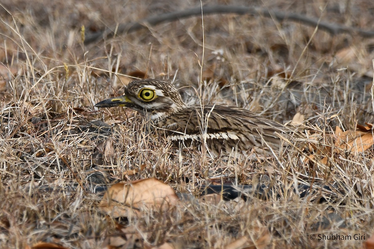 Indian Thick-knee - ML618416899