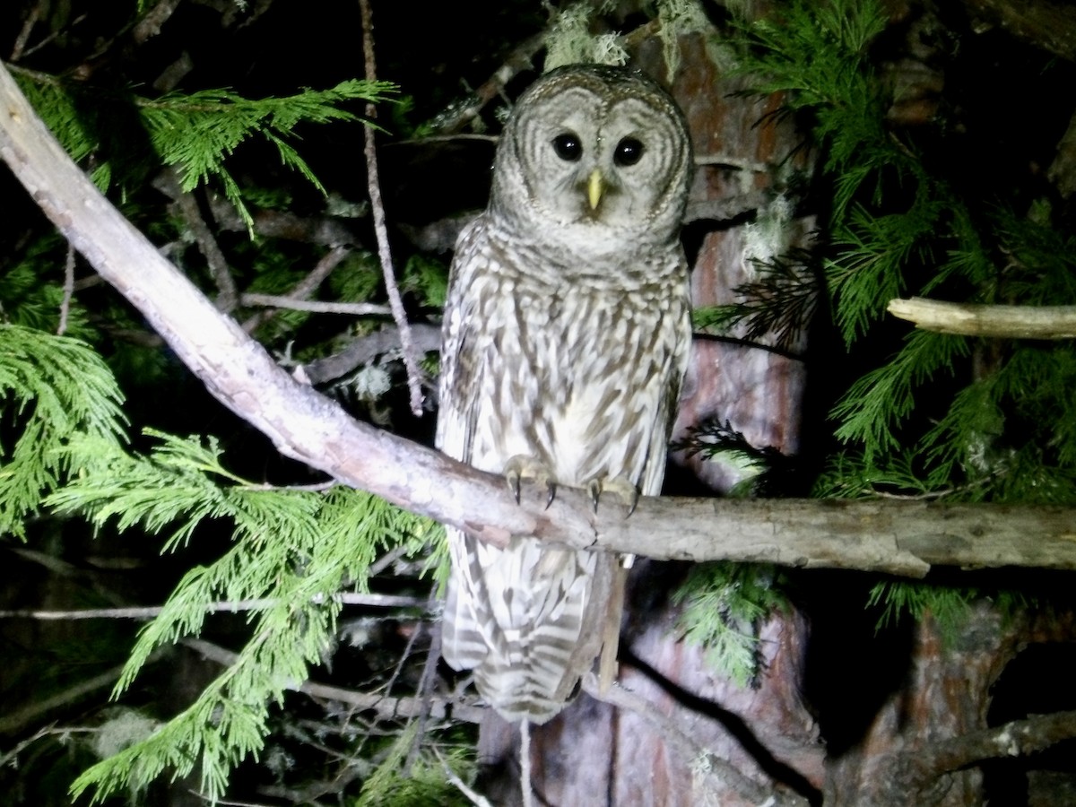 Barred Owl - ML618416917