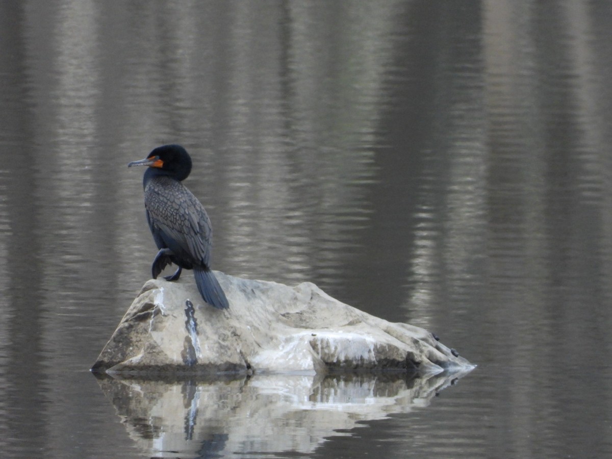 Double-crested Cormorant - Spence Brennick