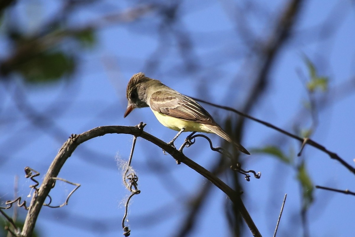 Great Crested Flycatcher - Emma Herald and Haley Boone