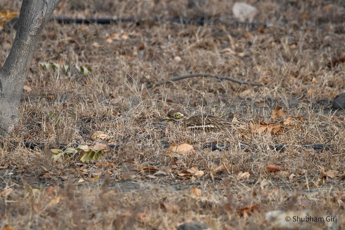 Indian Thick-knee - ML618416943