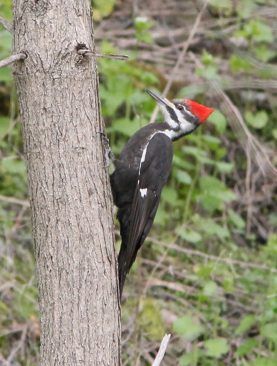 Pileated Woodpecker - ML618416995