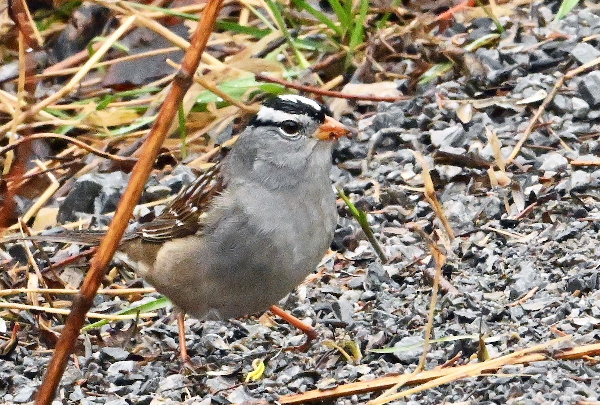 White-crowned Sparrow - ML618417003