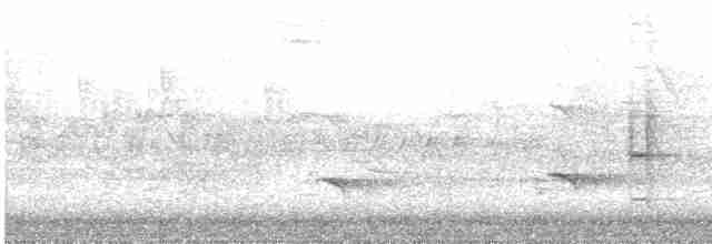 Fischadler (carolinensis) - ML618417056