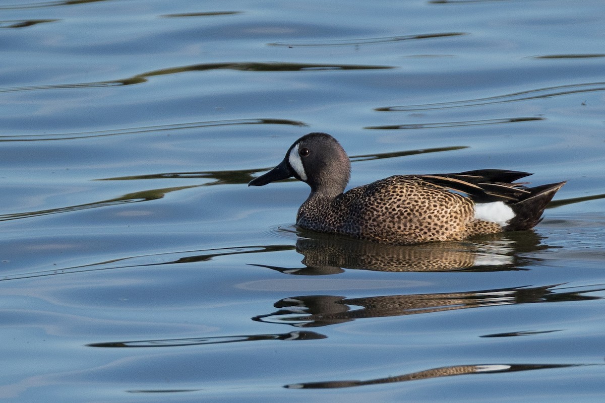 Blue-winged Teal - ML618417074