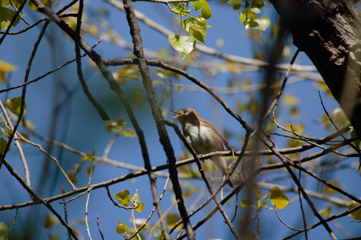 Common Nightingale - Luis Tárraga Cabrera